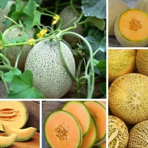 Jumbo Cantaloupe Seeds - Heirloom Muskmelon Rockmelon, High Yield, 30 Seeds - Image 12