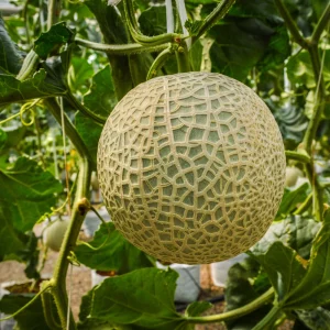 Jumbo Cantaloupe Seeds - Heirloom Muskmelon Rockmelon, High Yield, 30 Seeds - Image 13