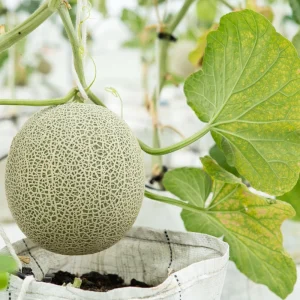 Jumbo Cantaloupe Seeds - Heirloom Muskmelon Rockmelon, High Yield, 30 Seeds - Image 14