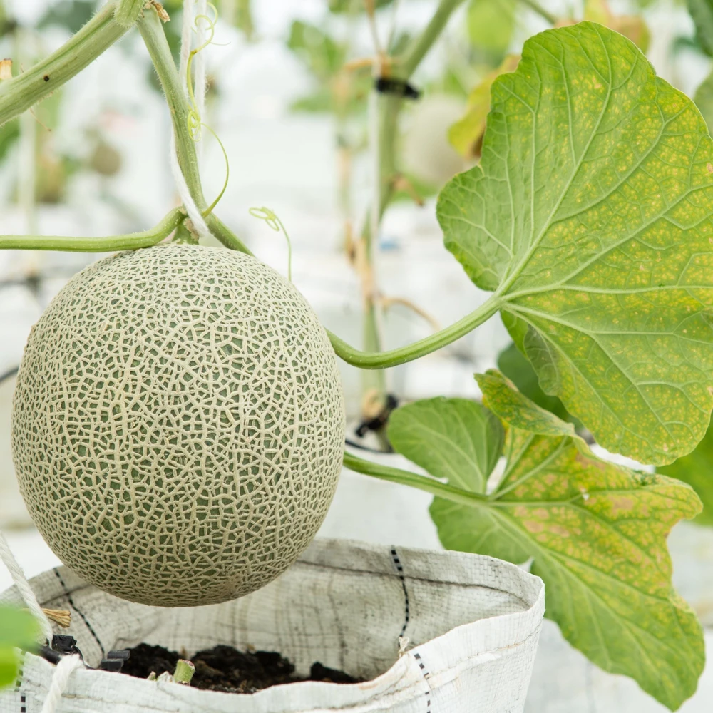 Jumbo Cantaloupe Seeds - Heirloom Muskmelon Rockmelon, High Yield, 30 Seeds - Image 14