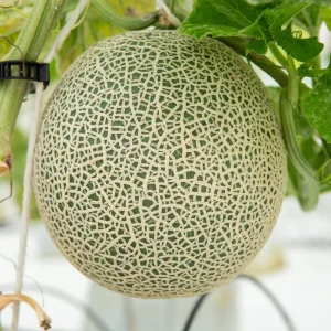 Jumbo Cantaloupe Seeds - Heirloom Muskmelon Rockmelon, High Yield, 30 Seeds - Image 17