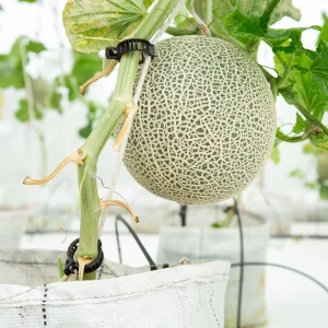 Jumbo Cantaloupe Seeds - Heirloom Muskmelon Rockmelon, High Yield, 30 Seeds - Image 18
