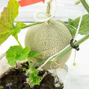 Jumbo Cantaloupe Seeds - Heirloom Muskmelon Rockmelon, High Yield, 30 Seeds - Image 19