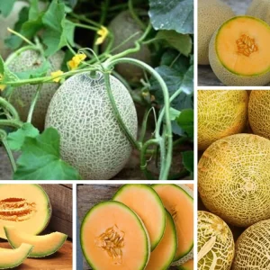 Jumbo Cantaloupe Seeds - Heirloom Muskmelon Rockmelon, High Yield, 30 Seeds - Image 5