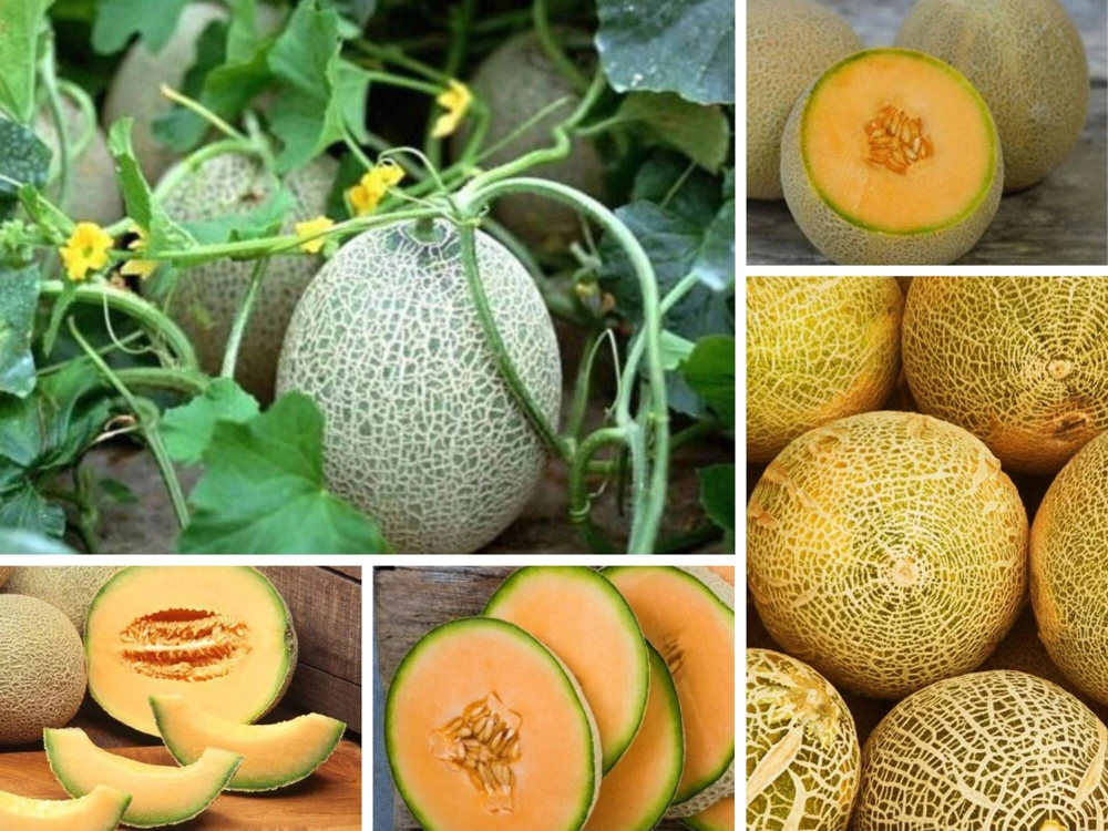 Jumbo Cantaloupe Seeds - Heirloom Muskmelon Rockmelon, High Yield, 30 Seeds - Image 5