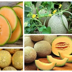 Jumbo Cantaloupe Seeds - Heirloom Muskmelon Rockmelon, High Yield, 30 Seeds - Image 6