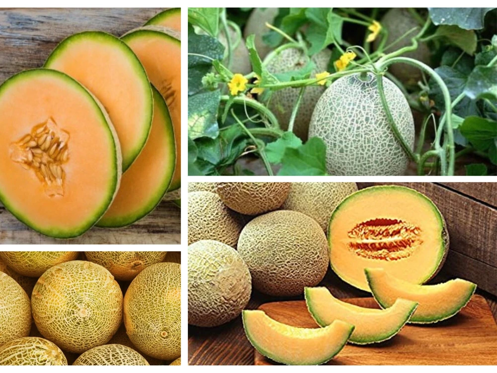 Jumbo Cantaloupe Seeds - Heirloom Muskmelon Rockmelon, High Yield, 30 Seeds - Image 6