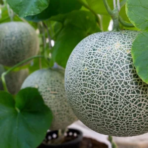 Jumbo Cantaloupe Seeds - Heirloom Muskmelon Rockmelon, High Yield, 30 Seeds - Image 7