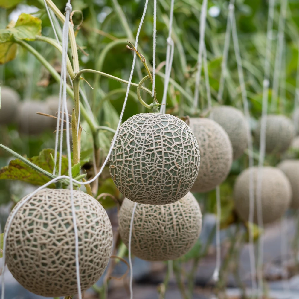 Jumbo Cantaloupe Seeds - Heirloom Muskmelon Rockmelon, High Yield, 30 Seeds - Image 8