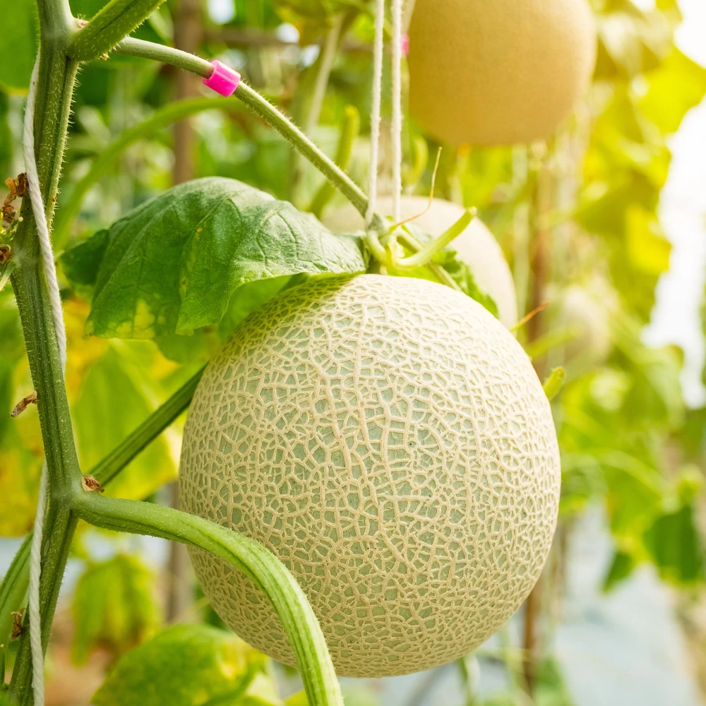 Jumbo Cantaloupe Seeds - Heirloom Muskmelon Rockmelon, High Yield, 30 Seeds - Image 9