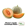 Jumbo Cantaloupe Seeds - Heirloom Muskmelon Rockmelon, High Yield, 30 Seeds - Image 1