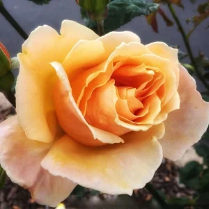 Just Joey Hybrid Tea Rose Seeds - 30 Seeds - Apricot Orange Fragrant Flowers - Image 10