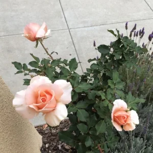 Just Joey Hybrid Tea Rose Seeds - 30 Seeds - Apricot Orange Fragrant Flowers - Image 11