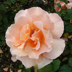 Just Joey Hybrid Tea Rose Seeds - 30 Seeds - Apricot Orange Fragrant Flowers - Image 2