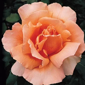 Just Joey Hybrid Tea Rose Seeds - 30 Seeds - Apricot Orange Fragrant Flowers - Image 3