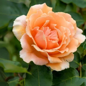 Just Joey Hybrid Tea Rose Seeds - 30 Seeds - Apricot Orange Fragrant Flowers - Image 4