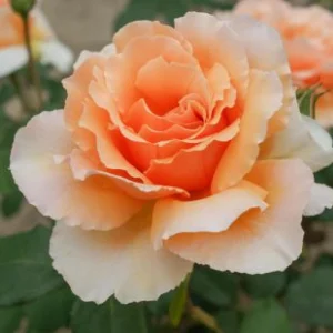 Just Joey Hybrid Tea Rose Seeds - 30 Seeds - Apricot Orange Fragrant Flowers - Image 5
