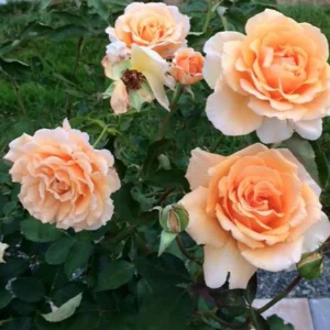 Just Joey Hybrid Tea Rose Seeds - 30 Seeds - Apricot Orange Fragrant Flowers - Image 6
