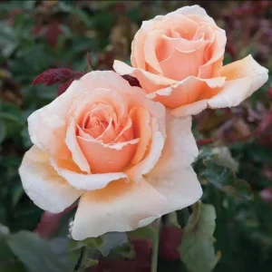 Just Joey Hybrid Tea Rose Seeds - 30 Seeds - Apricot Orange Fragrant Flowers - Image 7