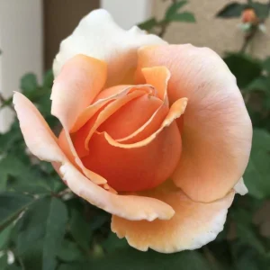 Just Joey Hybrid Tea Rose Seeds - 30 Seeds - Apricot Orange Fragrant Flowers - Image 8