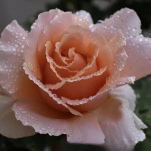 Just Joey Hybrid Tea Rose Seeds - 30 Seeds - Apricot Orange Fragrant Flowers - Image 9