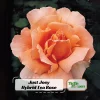 Just Joey Hybrid Tea Rose Seeds - 30 Seeds - Apricot Orange Fragrant Flowers - Image 1