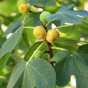 Kadota Fig Seeds - Ficus Carica - Fruit Tree Seeds - 25 Seeds for Sweet Figs - Image 10