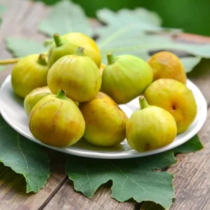 Kadota Fig Seeds - Ficus Carica - Fruit Tree Seeds - 25 Seeds for Sweet Figs - Image 4