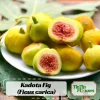Kadota Fig Seeds - Ficus Carica - Fruit Tree Seeds - 25 Seeds for Sweet Figs - Image 1