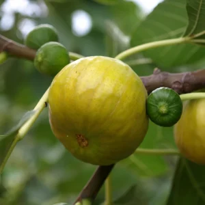 Kadota Fig Seeds - Ficus Carica - Fruit Tree Seeds - 25 Seeds for Sweet Figs - Image 6