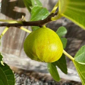Kadota Fig Seeds - Ficus Carica - Fruit Tree Seeds - 25 Seeds for Sweet Figs - Image 8