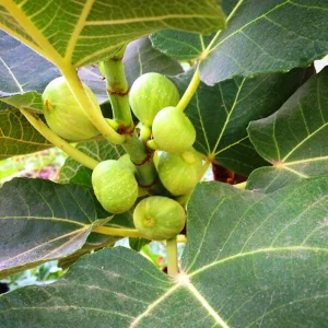 Kadota Fig Seeds - Ficus Carica - Fruit Tree Seeds - 25 Seeds for Sweet Figs - Image 9