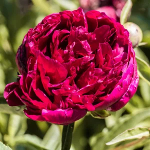 Kansas Pink Peony Seeds - 10 Heirloom Perennial Flower Seeds - Image 10