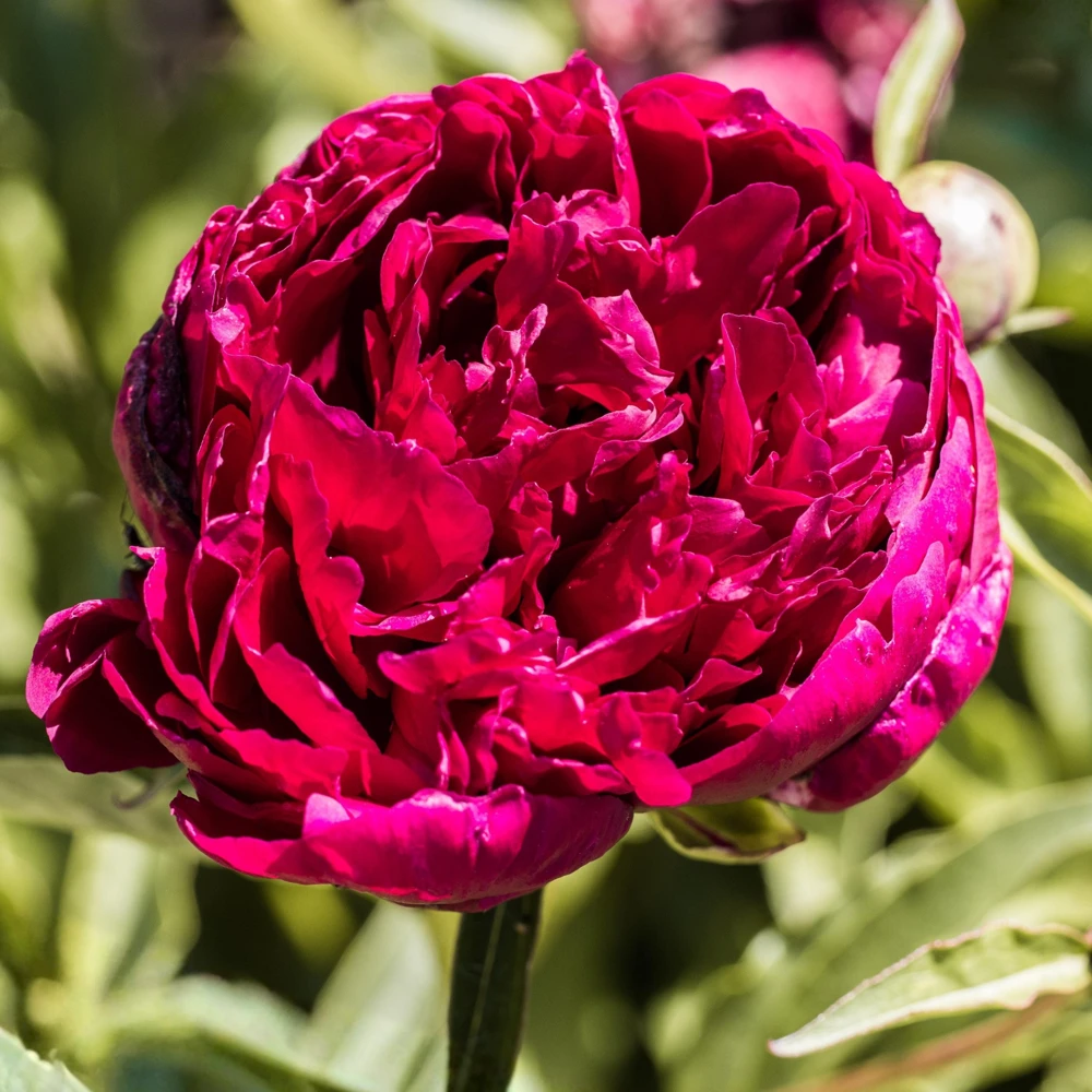 Kansas Pink Peony Seeds - 10 Heirloom Perennial Flower Seeds - Image 10