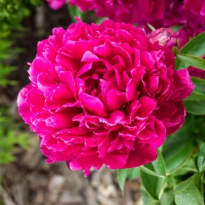 Kansas Pink Peony Seeds - 10 Heirloom Perennial Flower Seeds - Image 11