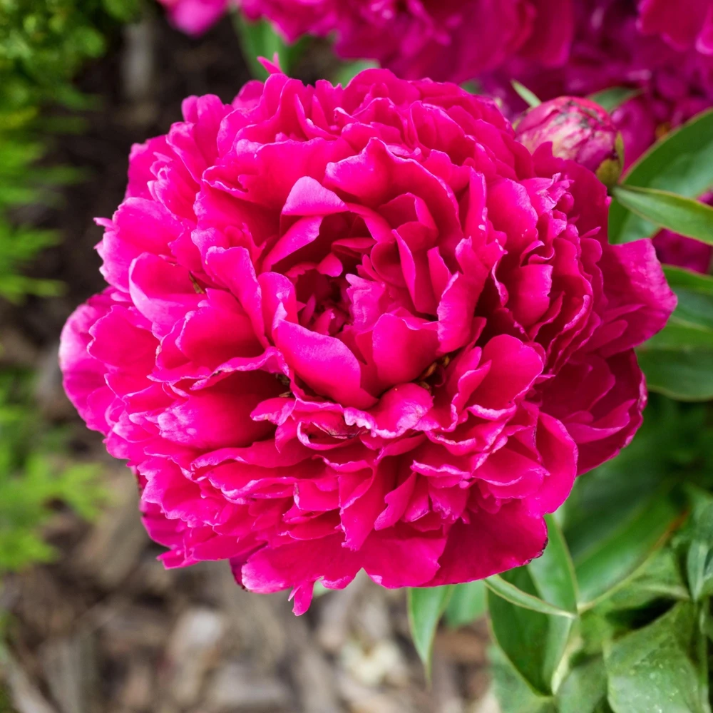 Kansas Pink Peony Seeds - 10 Heirloom Perennial Flower Seeds - Image 11