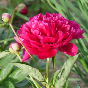 Kansas Pink Peony Seeds - 10 Heirloom Perennial Flower Seeds - Image 12