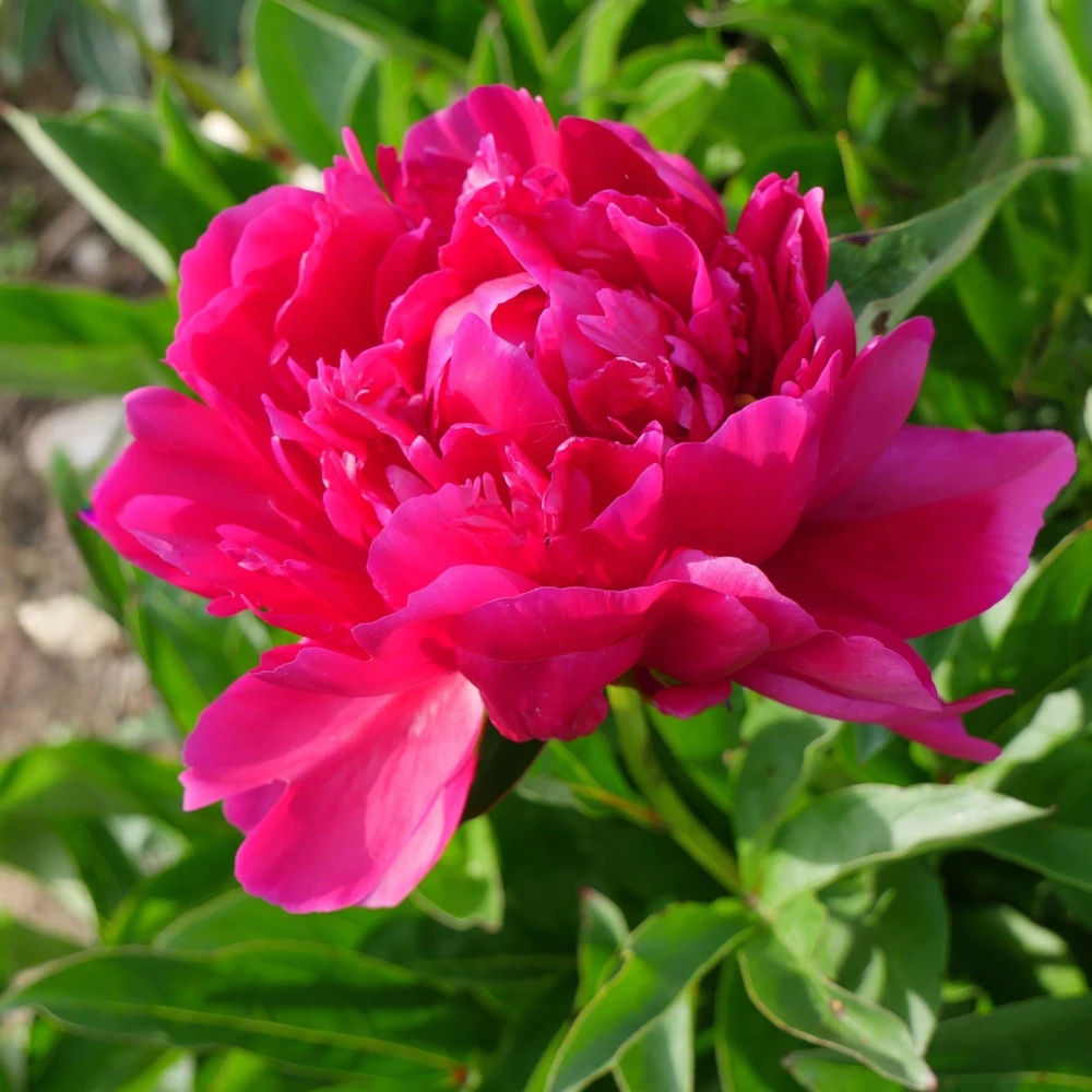 Kansas Pink Peony Seeds - 10 Heirloom Perennial Flower Seeds - Image 13