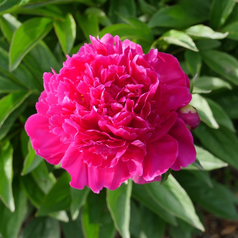 Kansas Pink Peony Seeds - 10 Heirloom Perennial Flower Seeds - Image 14