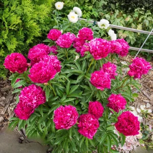 Kansas Pink Peony Seeds - 10 Heirloom Perennial Flower Seeds - Image 15