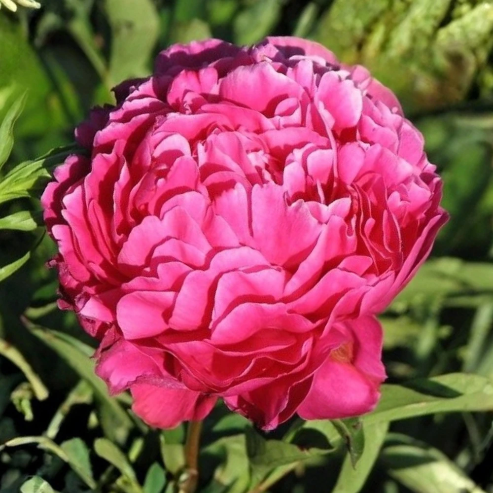 Kansas Pink Peony Seeds - 10 Heirloom Perennial Flower Seeds - Image 16