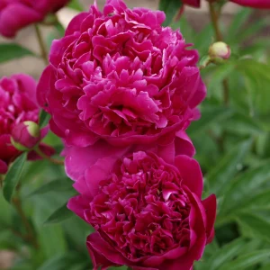 Kansas Pink Peony Seeds - 10 Heirloom Perennial Flower Seeds - Image 17