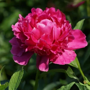 Kansas Pink Peony Seeds - 10 Heirloom Perennial Flower Seeds - Image 18