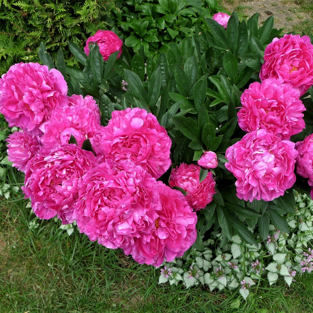 Kansas Pink Peony Seeds - 10 Heirloom Perennial Flower Seeds - Image 19