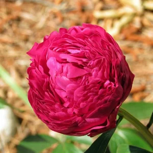 Kansas Pink Peony Seeds - 10 Heirloom Perennial Flower Seeds - Image 2
