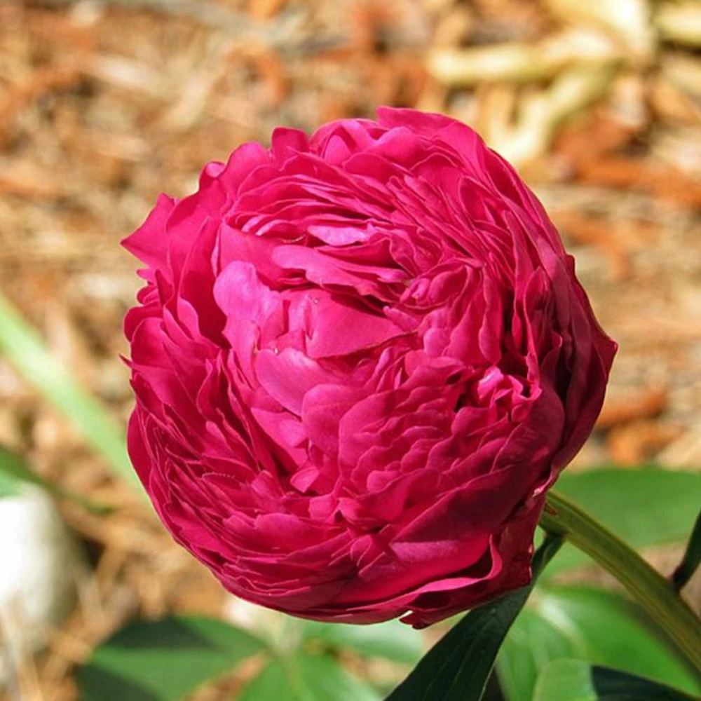 Kansas Pink Peony Seeds - 10 Heirloom Perennial Flower Seeds - Image 2