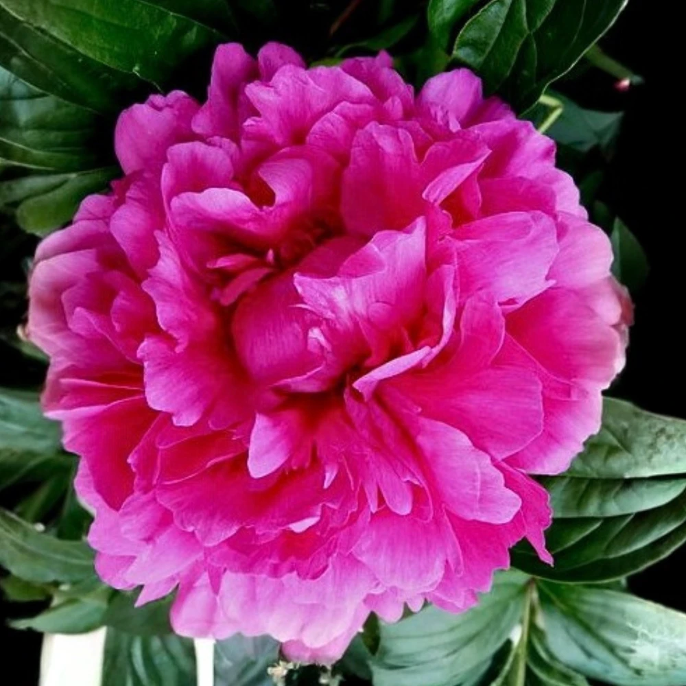 Kansas Pink Peony Seeds - 10 Heirloom Perennial Flower Seeds - Image 20