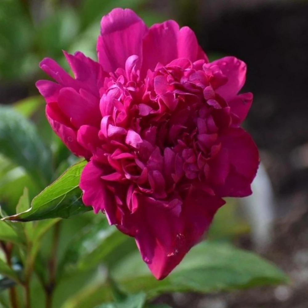 Kansas Pink Peony Seeds - 10 Heirloom Perennial Flower Seeds - Image 3