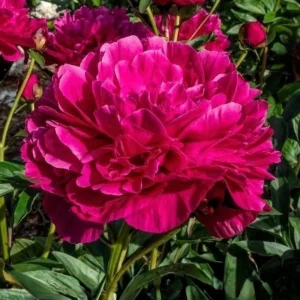 Kansas Pink Peony Seeds - 10 Heirloom Perennial Flower Seeds - Image 4