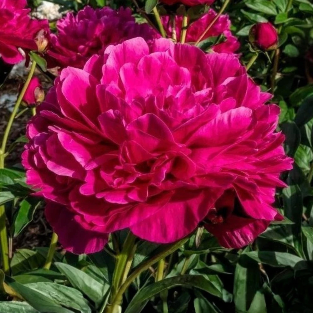 Kansas Pink Peony Seeds - 10 Heirloom Perennial Flower Seeds - Image 4